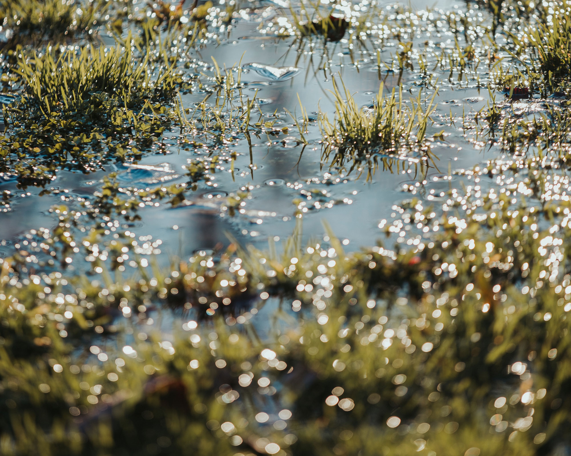 Pooling standing water in the grass of a yard.